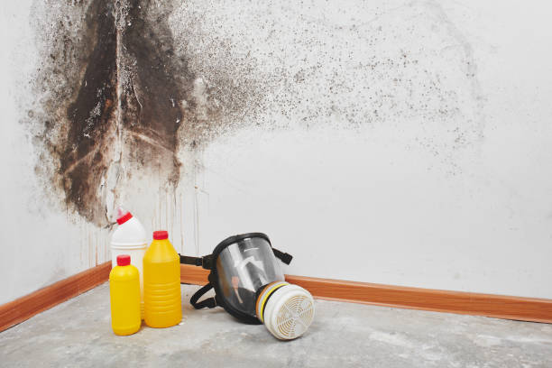 Best Certified Mold Removal  in Rodeo, CA