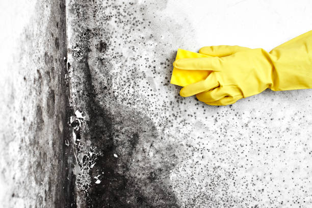 Best Mold Remediation  in Rodeo, CA