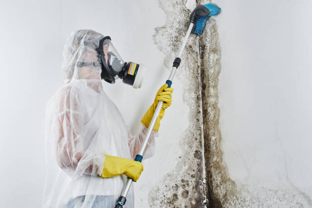 Best Professional Mold Removal  in Rodeo, CA