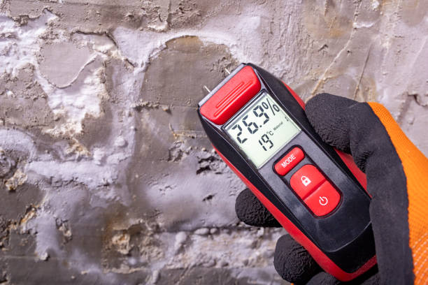 Best Best Mold Removal Companies  in Rodeo, CA