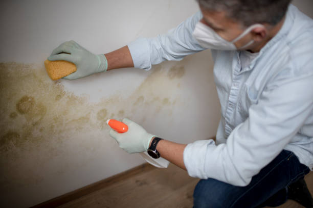 Best Local Mold Removal Service  in Rodeo, CA