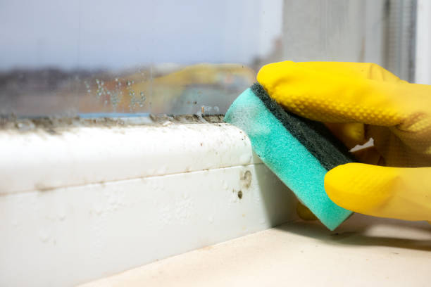Best Toxic Mold Removal  in Rodeo, CA