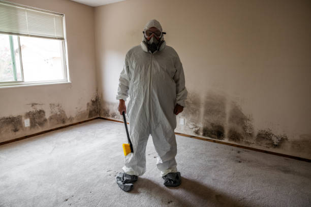 Best Residential Mold Removal  in Rodeo, CA